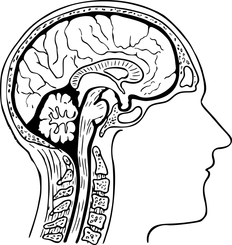 anatomia di base