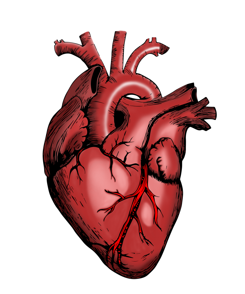 FISIOLOGIA DEL SISTEMA CARDIO CIRCOLATORIO