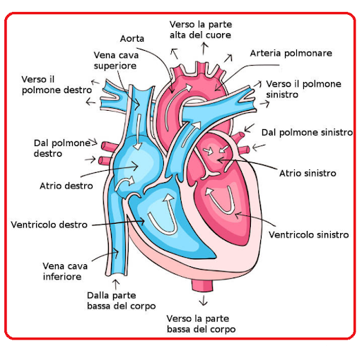 SCHEMA SEMPLIFICATO FUNZIONAMENTO CUORE