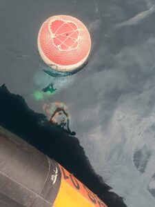 Boa vista dal gommone